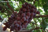Denuncian numerosos robos de uva en Totana - 27