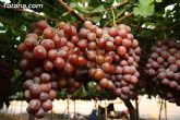 Denuncian numerosos robos de uva en Totana - 28
