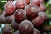 Denuncian numerosos robos de uva en Totana - 29