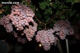 Las fuerzas de seguridad blindan cinco zonas del municipio contra la oleada de robos que se están registrando en los cultivos de uva de mesa - 9