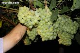 Las fuerzas de seguridad blindan cinco zonas del municipio contra la oleada de robos que se están registrando en los cultivos de uva de mesa - 25