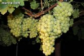 Las fuerzas de seguridad blindan cinco zonas del municipio contra la oleada de robos que se están registrando en los cultivos de uva de mesa - 26