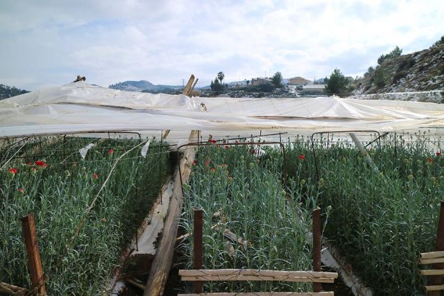 Ciudadanos exige por tercera vez que se convoquen las ayudas a los agricultores de Cehegín afectados por los daños ocasionados por las nevadas - 1, Foto 1