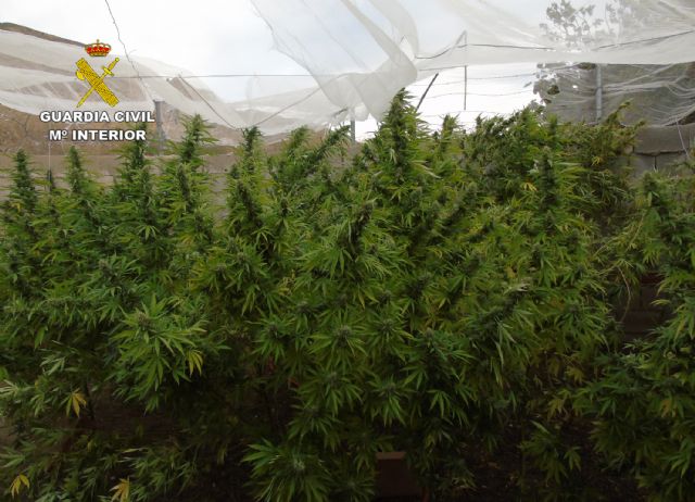 La Guardia Civil desmantela un grupo delictivo dedicado al cultivo y tráfico de cannabis - 2, Foto 2