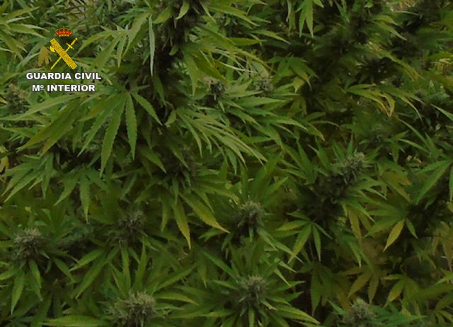 La Guardia Civil desmantela un grupo delictivo dedicado al cultivo y tráfico de cannabis - 3, Foto 3