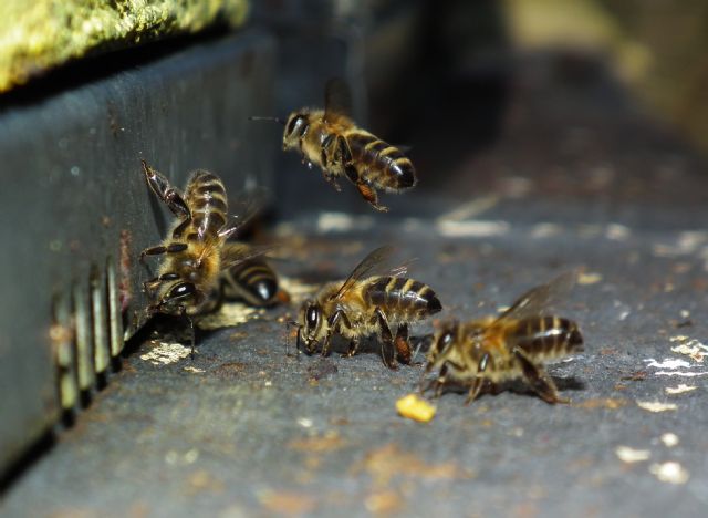 La investigadora de la UMU Pilar de la Rúa participa en una evaluación europea que alerta del riesgo de extinción de más de un centenar de especies de abejas - 1, Foto 1