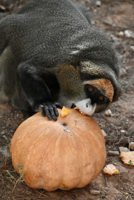 Terra Natura Murcia celebra Halloween con cuatro jornadas de actividades y experiencias nocturnas - 2, Foto 2
