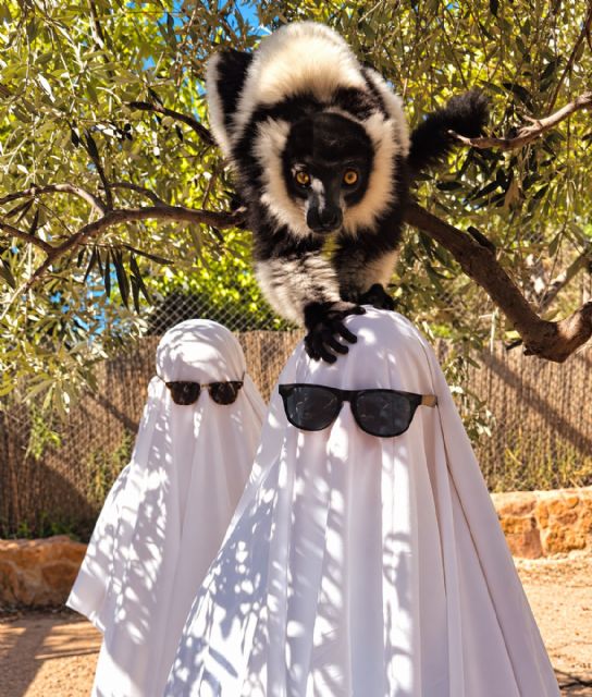 Terra Natura Murcia celebra Halloween con cuatro jornadas de actividades y experiencias nocturnas - 3, Foto 3