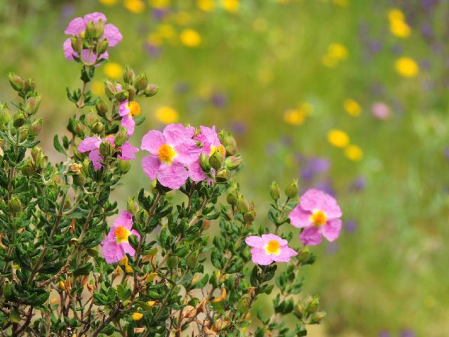 Medio Ambiente celebra mañana las I Jornadas técnicas sobre la conservación de la jara de Cartagena - 1, Foto 1
