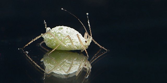 Elimina piojos y liendres de manera natural - 1, Foto 1