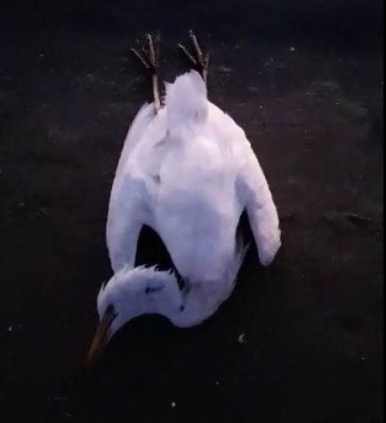 Ante los riesgos para la población, MC exige una actuación urgente en los terrenos de Zincsa - 1, Foto 1