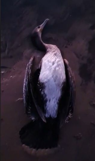 Ante los riesgos para la población, MC exige una actuación urgente en los terrenos de Zincsa - 3, Foto 3