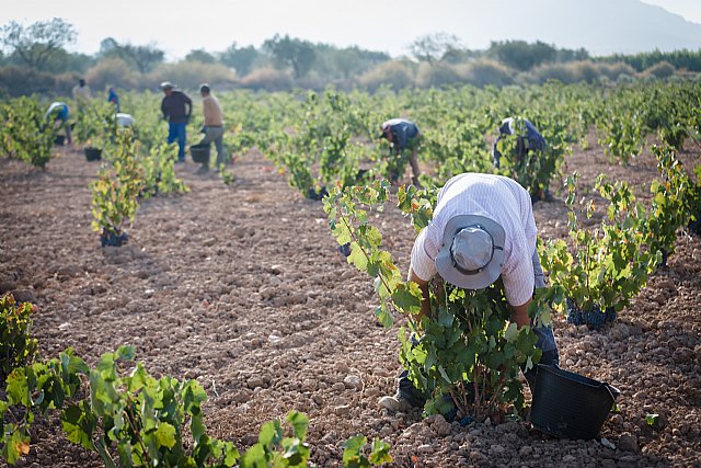 Tres meses de vendimia en la DOP Jumilla - 2, Foto 2