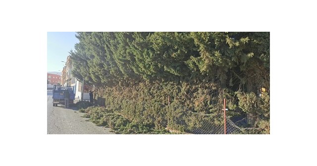 El Ayuntamiento realiza la poda de los cipreses que invadían la acera en la calle San Telesforo - 1, Foto 1