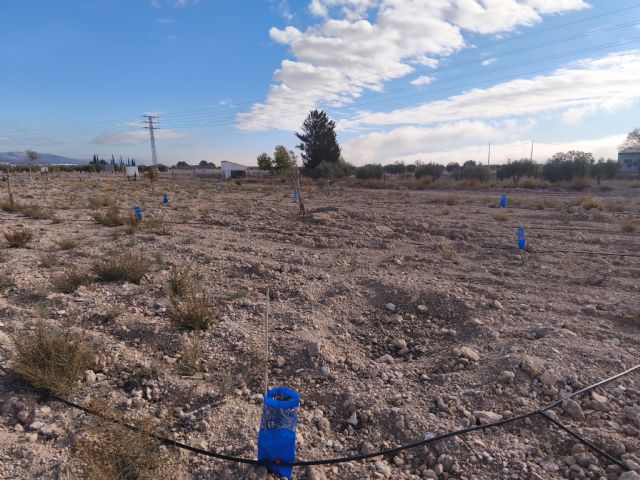 La dejadez municipal seca la práctica totalidad de los árboles plantados en las celadillas - 2, Foto 2