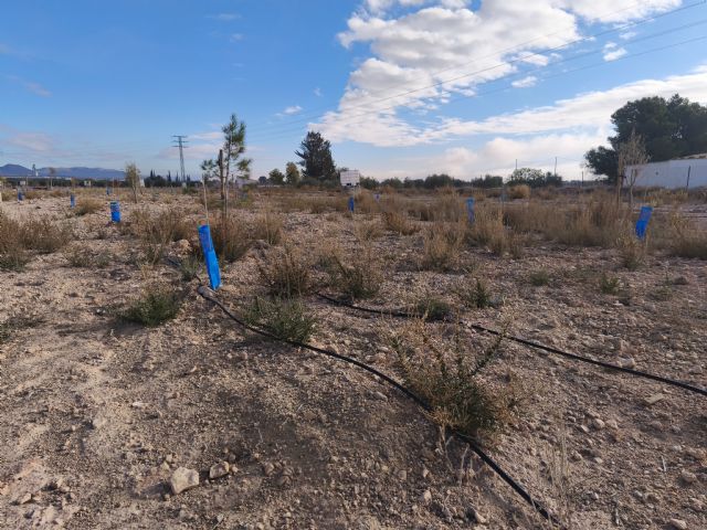 La dejadez municipal seca la práctica totalidad de los árboles plantados en las celadillas - 3, Foto 3