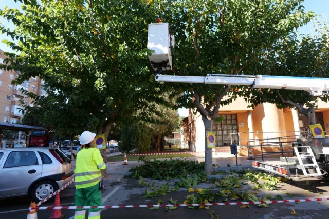 El Ayuntamiento de Cartagena realiza la poda de las moreras para favorecer copas más densas y mejorar la calidad del aire - 1, Foto 1