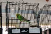 Exposición Ornitológica Ciudad de Totana 2012 - 18