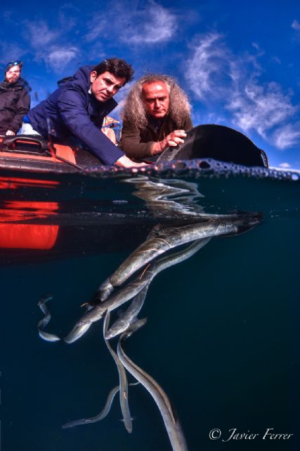 Anguilas del Mar Menor equipadas con telemetría para conocer su migración - 2, Foto 2