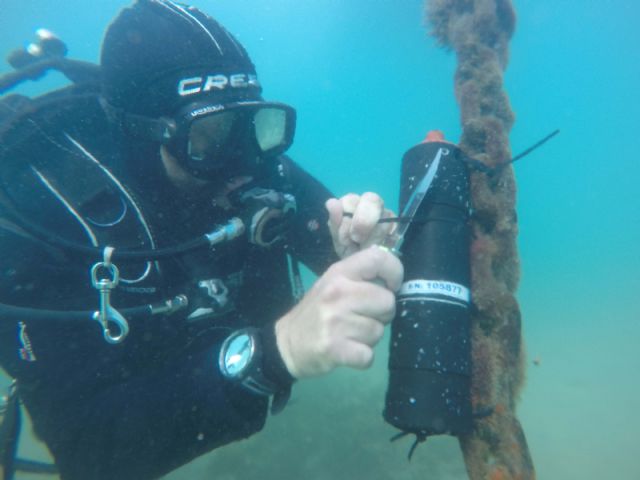 Anguilas del Mar Menor equipadas con telemetría para conocer su migración - 3, Foto 3