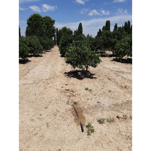 Agricultura fomenta el riego subterráneo en cítricos para el cumplimiento de la Ley de recuperación y protección del Mar Menor - 1, Foto 1