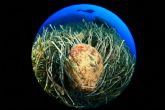El Open Internacional de Fotografa Submarina finaliza con bellas instantneas de los fondos marinos de la Baha de Mazarrn - Foto 2