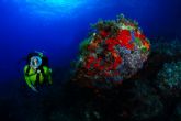 El Open Internacional de Fotografa Submarina finaliza con bellas instantneas de los fondos marinos de la Baha de Mazarrn - Foto 3