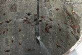 El ayuntamiento mejora el servicio de control de plagas - 10 El ayuntamiento mejora el servicio de control de plagas - 10