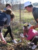Reforestación en el paraje de Prado Mayor, en el Parque Regional de Sierra Espuña - 24