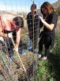 Reforestación en el paraje de Prado Mayor, en el Parque Regional de Sierra Espuña - 27