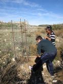 Reforestación en el paraje de Prado Mayor, en el Parque Regional de Sierra Espuña - 28