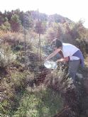 Reforestación en el paraje de Prado Mayor, en el Parque Regional de Sierra Espuña - 29