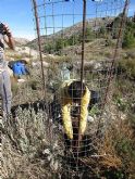 Reforestación en el paraje de Prado Mayor, en el Parque Regional de Sierra Espuña - 32