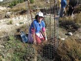 Reforestación en el paraje de Prado Mayor, en el Parque Regional de Sierra Espuña - 34