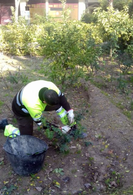 El Ayuntamiento comienza a podar los más de 10.000 rosales del municipio - 1, Foto 1