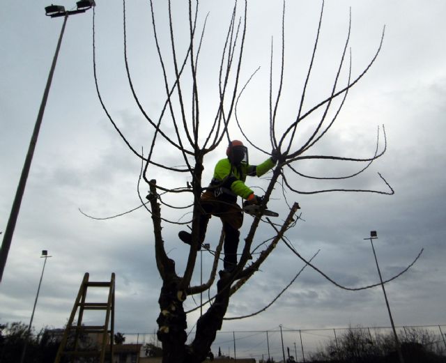 Comienza la poda de arbolado en casi una treintena de instalaciones deportivas de Murcia y pedanías - 1, Foto 1
