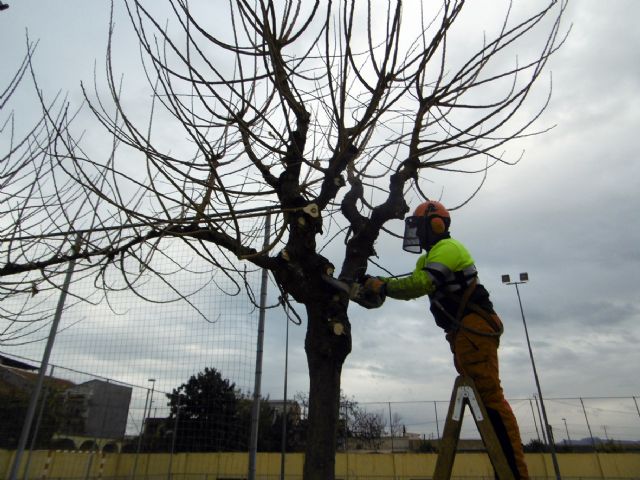 Comienza la poda de arbolado en casi una treintena de instalaciones deportivas de Murcia y pedanías - 2, Foto 2