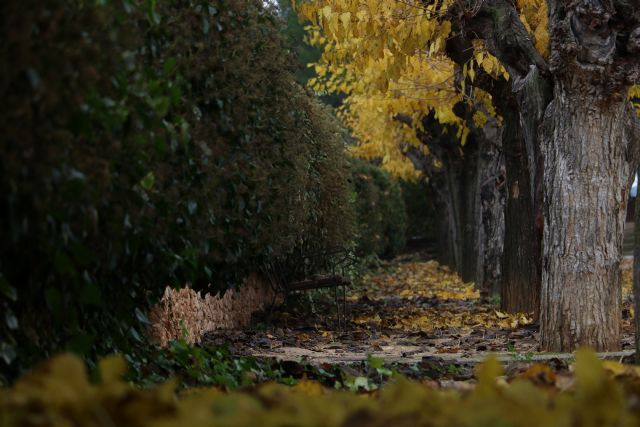 La Concejalía de Cultura entrega premios a los ganadores de los concursos de fotografía 'Bullas en otoño', artistas locales y reconoce a los participantes de la Ruta de Belenes con una figura de Belenes Serrano - 3, Foto 3