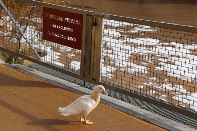 Huermur denuncia de nuevo las espumas aparecidas hoy en el Río Segura a su paso por Murcia - 1, Foto 1