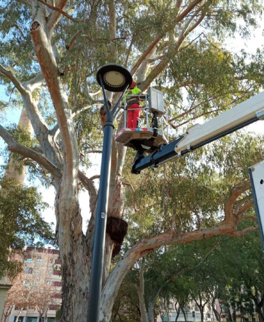 El Ayuntamiento revisa con detalle los eucaliptos de más de 20 metros del jardín de La Seda garantizando la seguridad de los vecinos - 2, Foto 2