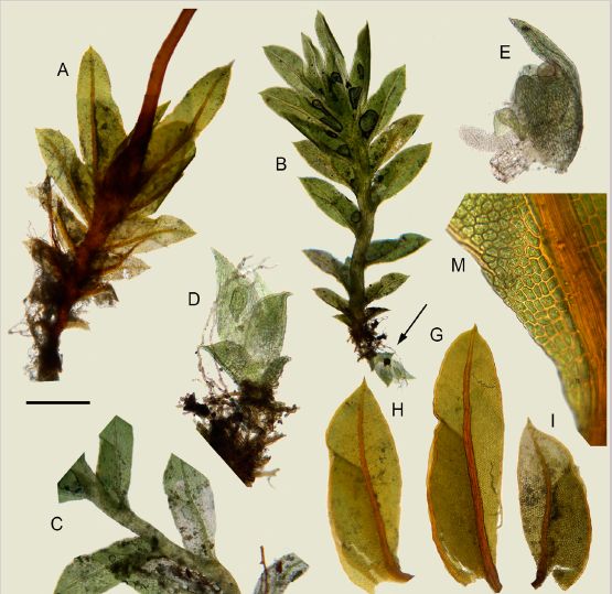 La UMU describe tres nuevas especies de plantas desconocidas para la ciencia - 1, Foto 1