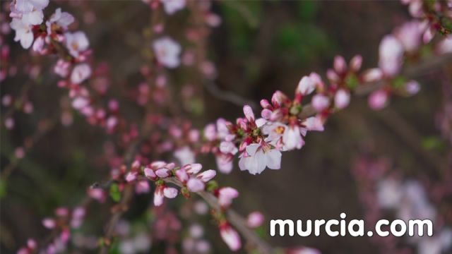 ¿Cuándo es la floración en Cieza? - 1, Foto 1