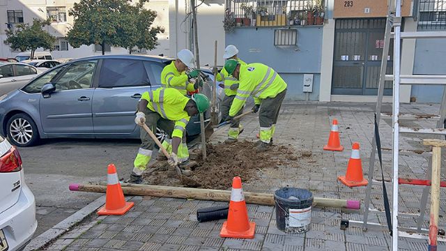 El distrito se llena de vida con nuevas plantaciones adaptadas al clima de Sevilla - 2, Foto 2