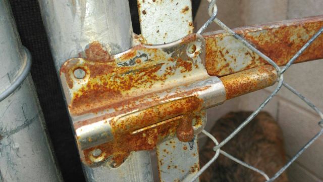 El Ayuntamiento incumple la ley de protección y defensa de los animales de compañía y su propia ordenanza municipal - 1, Foto 1