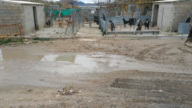 El Ayuntamiento incumple la ley de protección y defensa de los animales de compañía y su propia ordenanza municipal - 4, Foto 4