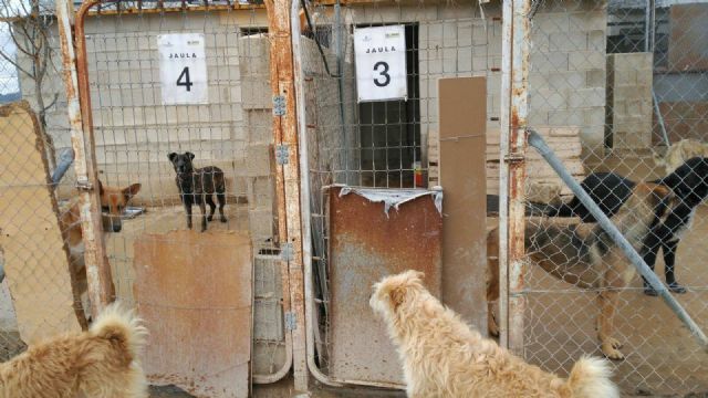 El Ayuntamiento incumple la ley de protección y defensa de los animales de compañía y su propia ordenanza municipal - 5, Foto 5