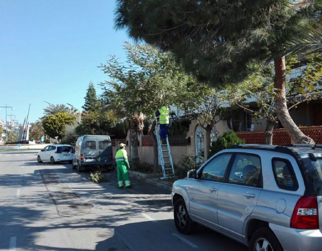 El Ayuntamiento está podando, rama a rama, más de 3.000 árboles del municipio de Águilas - 1, Foto 1