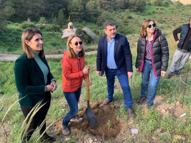 El entorno de la batería del Monte de las Cenizas es repoblado con jara de Cartagena, especie en peligro de extinción - 1, Foto 1