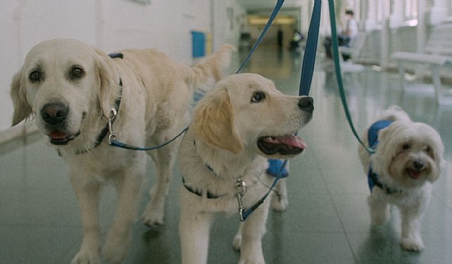 Descubre por qué las mascotas son el gran apoyo de los más pequeños en los Hospitales - 1, Foto 1