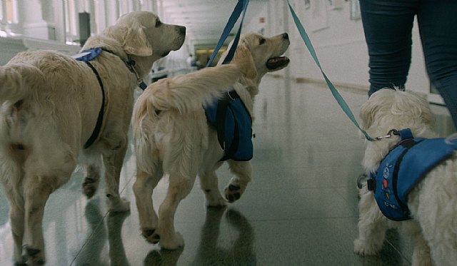 Descubre por qué las mascotas son el gran apoyo de los más pequeños en los Hospitales - 2, Foto 2